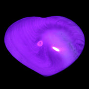 Orthoceras Polished heart 30-37mm 4-7g in sunlight - Rocks and Things Store