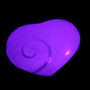 Orthoceras Polished heart 30-37mm 4-7g in sunlight - Rocks and Things Store