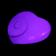 Orthoceras Polished heart 30-37mm 4-7g in UV light