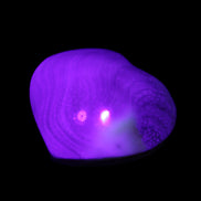 Orthoceras Polished heart 30-37mm 4-7g in UV light - Rocks and Things Store