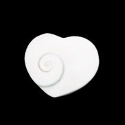 Orthoceras Polished heart 30-37mm 4-7g in sunlight - Rocks and Things Store