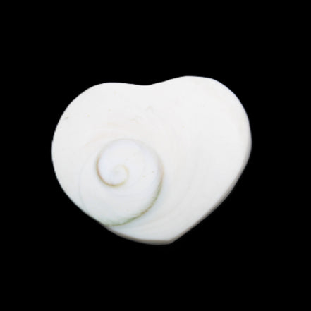 Orthoceras Polished heart 30-37mm 4-7g in sunlight - Rocks and Things Store