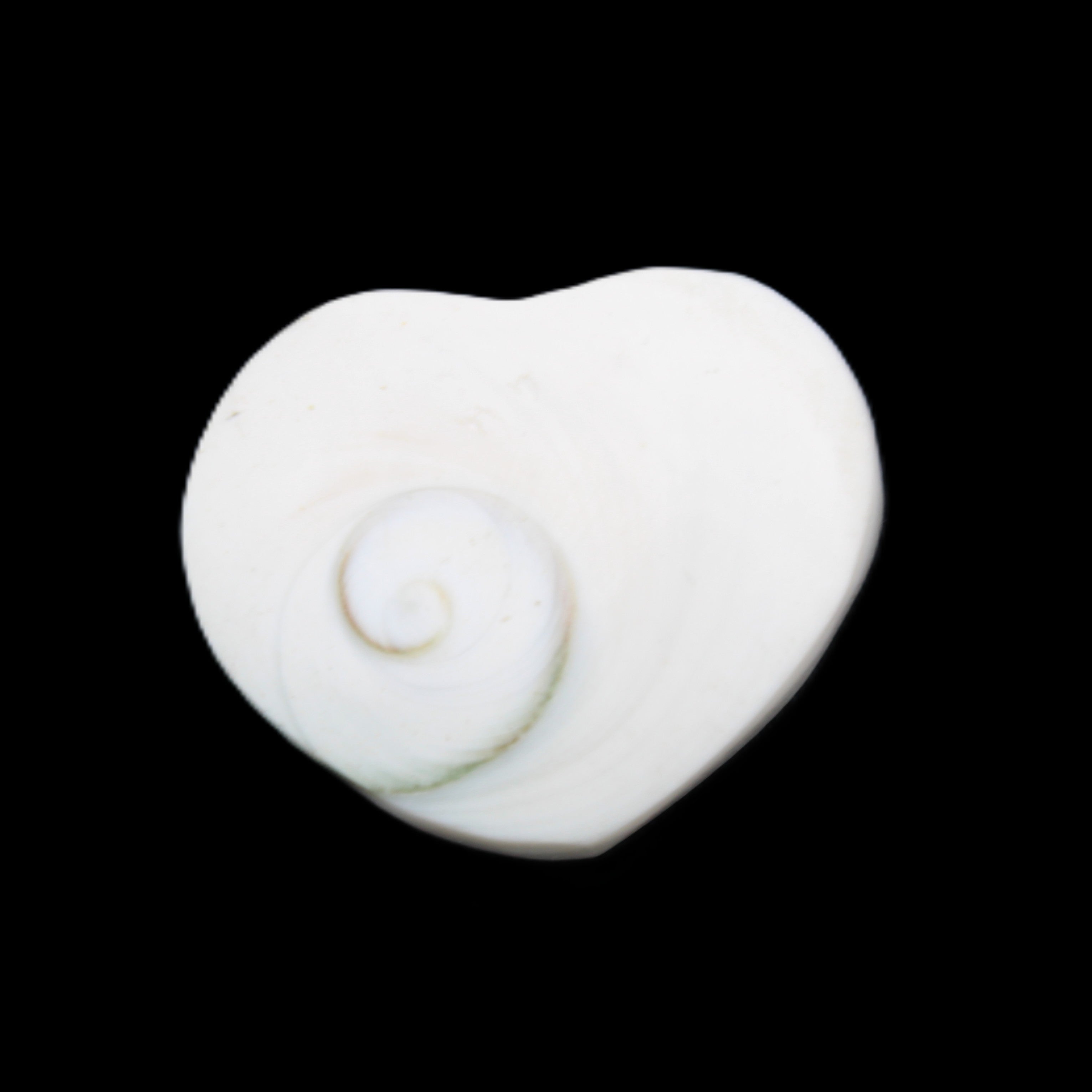 Orthoceras Polished heart 30-37mm 4-7g in sunlight - Rocks and Things Store