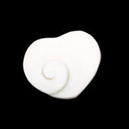 Orthoceras Polished heart 30-37mm 4-7g in sunlight - Rocks and Things Store