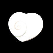 Orthoceras Polished heart 30-37mm 4-7g in sunlight - Rocks and Things Store