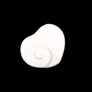 Orthoceras Polished heart 30-37mm 4-7g in sunlight - Rocks and Things Store