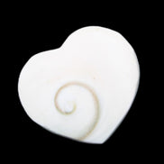 Orthoceras Polished heart 30-37mm 4-7g in sunlight - Rocks and Things Store