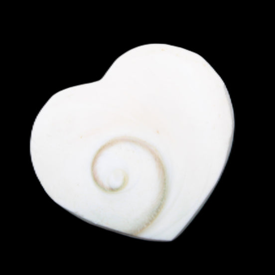 Orthoceras Polished heart 30-37mm 4-7g in sunlight - Rocks and Things Store