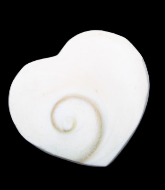 Orthoceras Polished heart 30-37mm 4-7g in sunlight - Rocks and Things Store