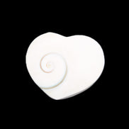 Orthoceras Polished heart 30-37mm 4-7g in sunlight - Rocks and Things Store