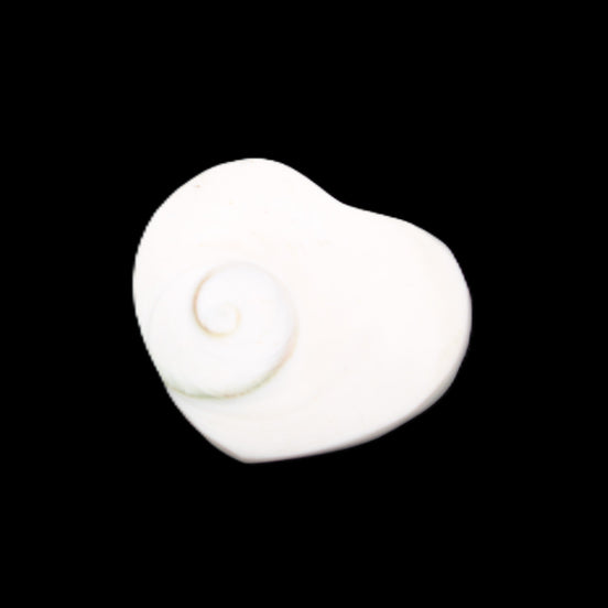 Orthoceras Polished heart 30-37mm 4-7g in sunlight - Rocks and Things Store