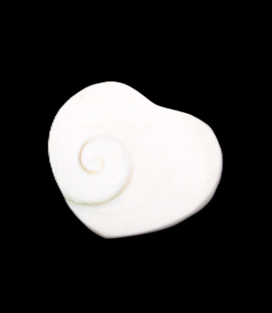 Orthoceras Polished heart 30-37mm 4-7g in sunlight - Rocks and Things Store