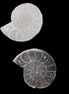 Ammonite pair 37mm 30.8g in sunlight - Rocks and Things Store