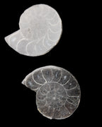 Ammonite pair 37mm 30.8g in sunlight - Rocks and Things Store