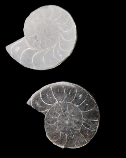 Ammonite pair 37mm 30.8g in sunlight - Rocks and Things Store