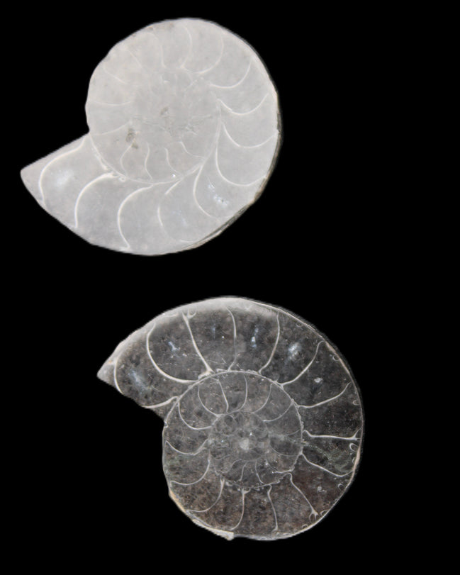 Ammonite pair 37mm 30.8g in sunlight - Rocks and Things Store