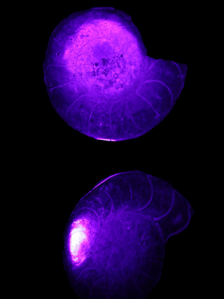 Ammonite pair 37mm 30.8g in UV light