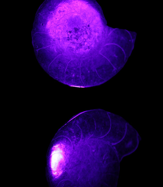 Ammonite pair 37mm 30.8g in UV light
