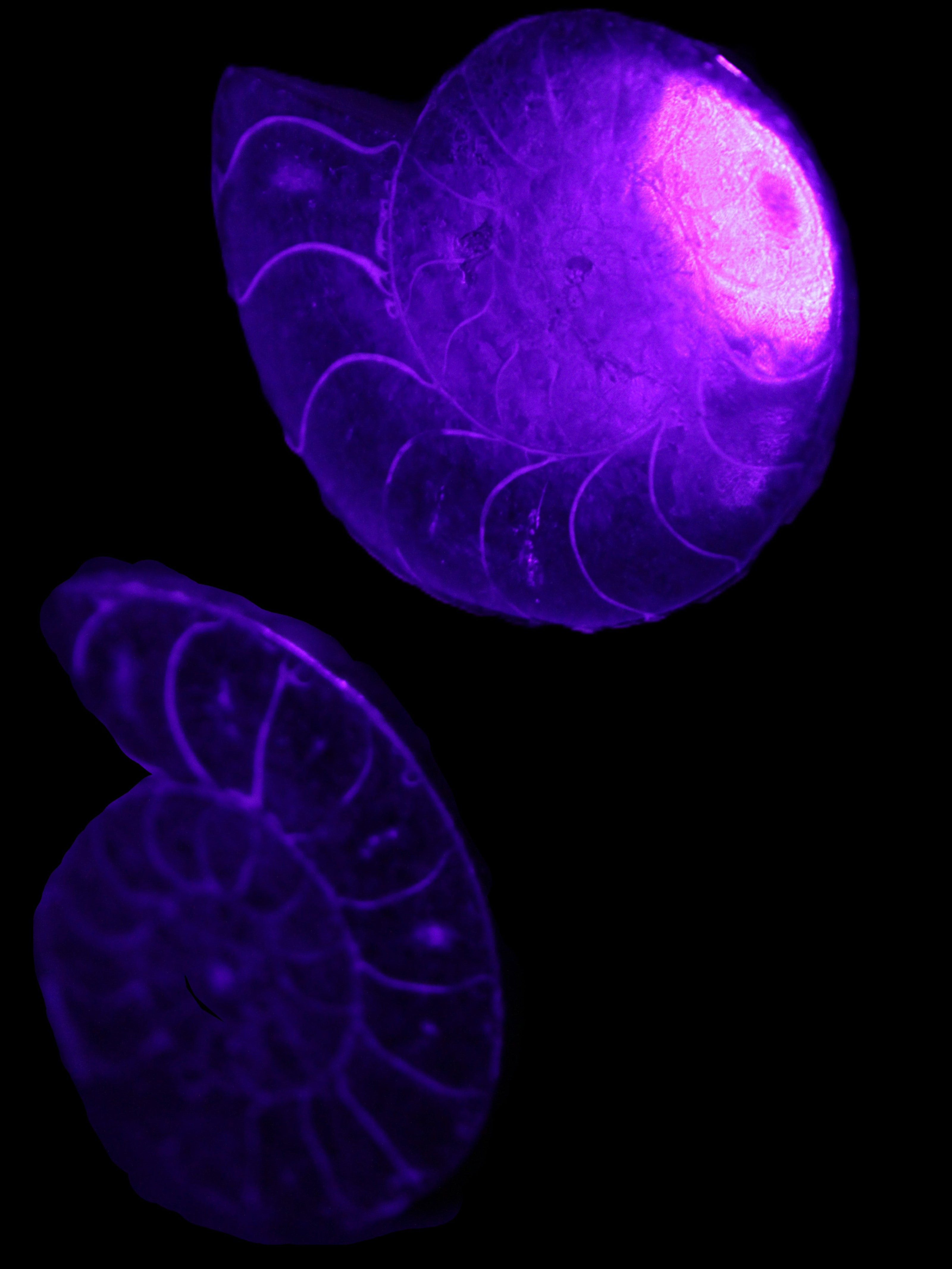 Ammonite pair 37mm 30.8g in UV light - Rocks and Things Store