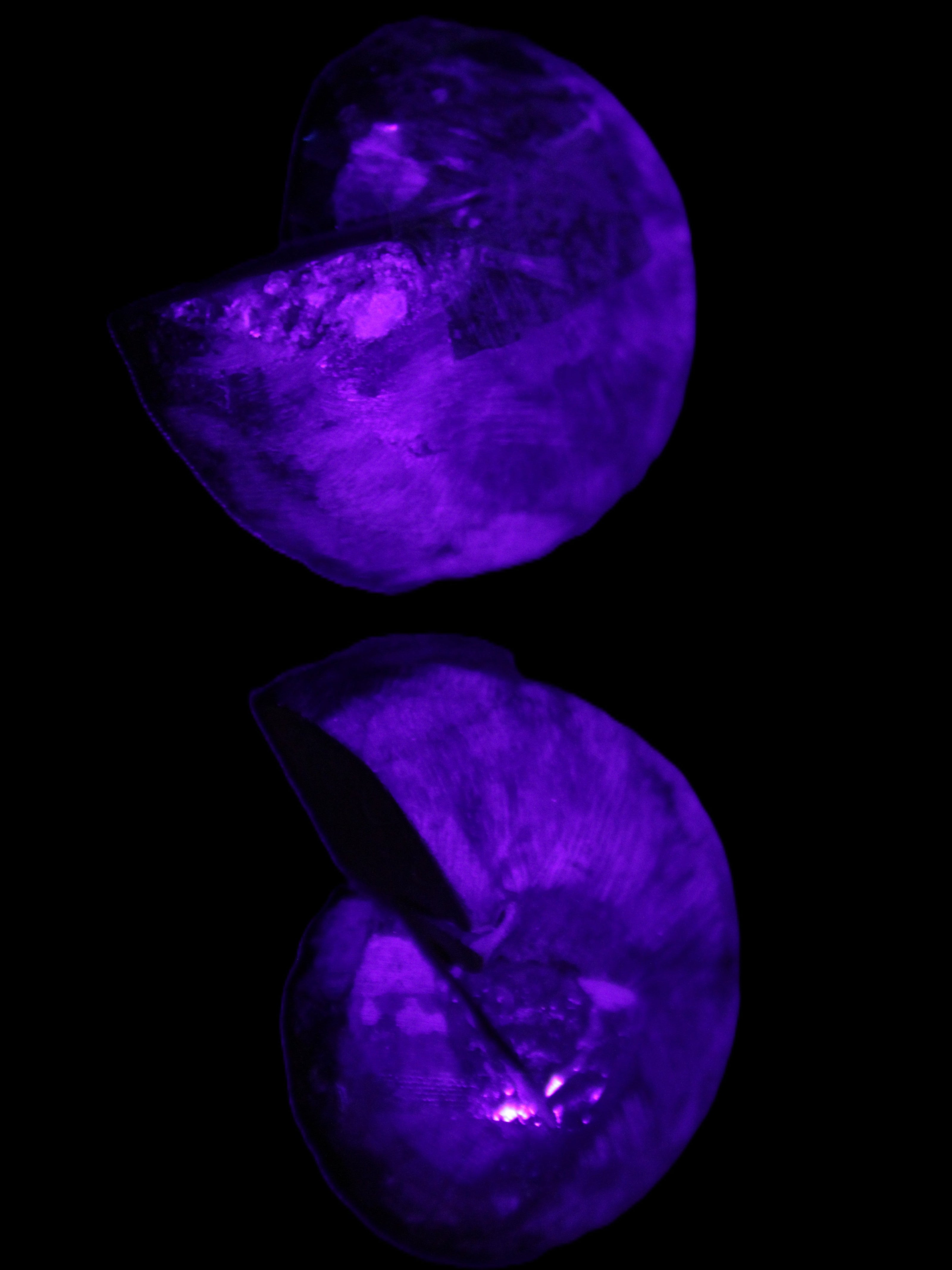 Ammonite pair 37mm 30.8g in UV light - Rocks and Things Store