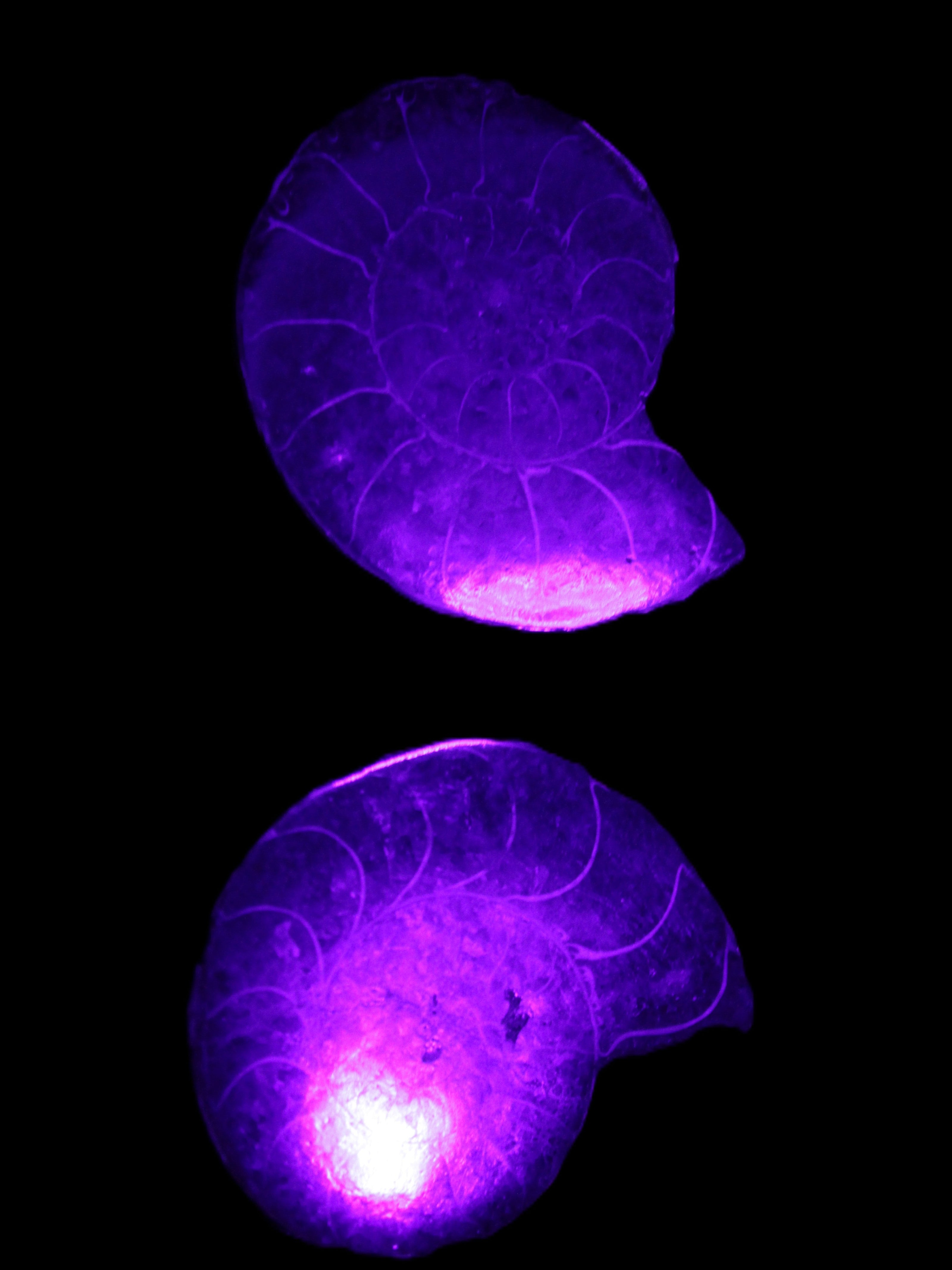 Ammonite pair 37mm 30.8g in UV light - Rocks and Things Store