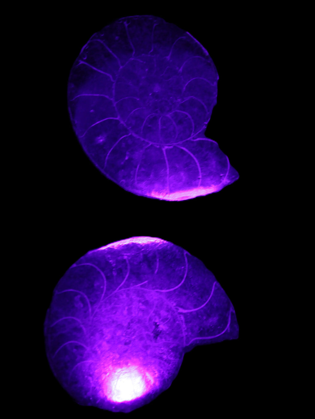 Ammonite pair 37mm 30.8g in UV light - Rocks and Things Store