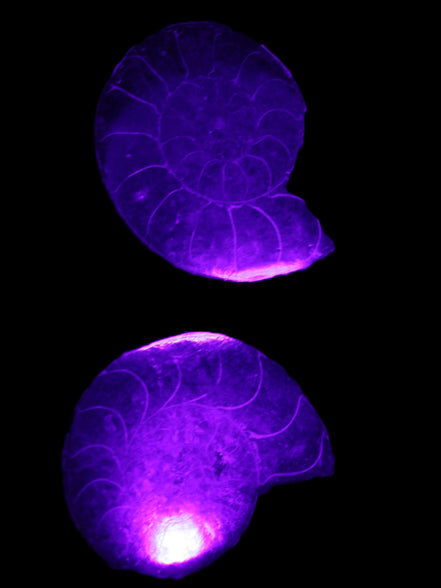 Ammonite pair 37mm 30.8g in UV light - Rocks and Things Store