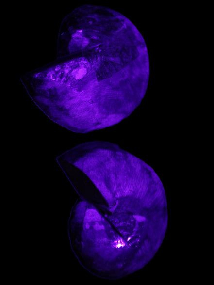 Ammonite pair 37mm 30.8g in UV light - Rocks and Things Store