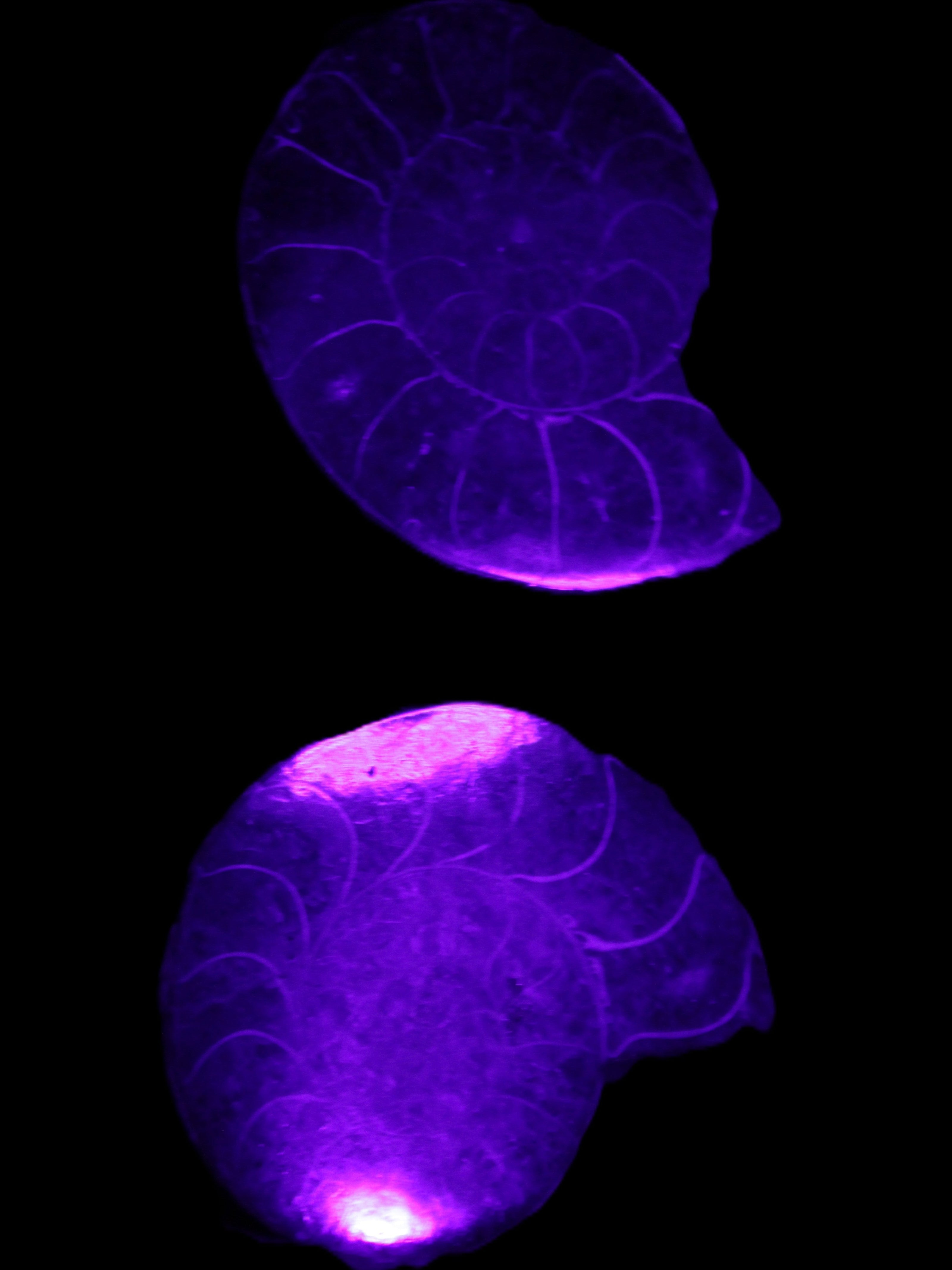 Ammonite pair 37mm 30.8g in UV light - Rocks and Things Store