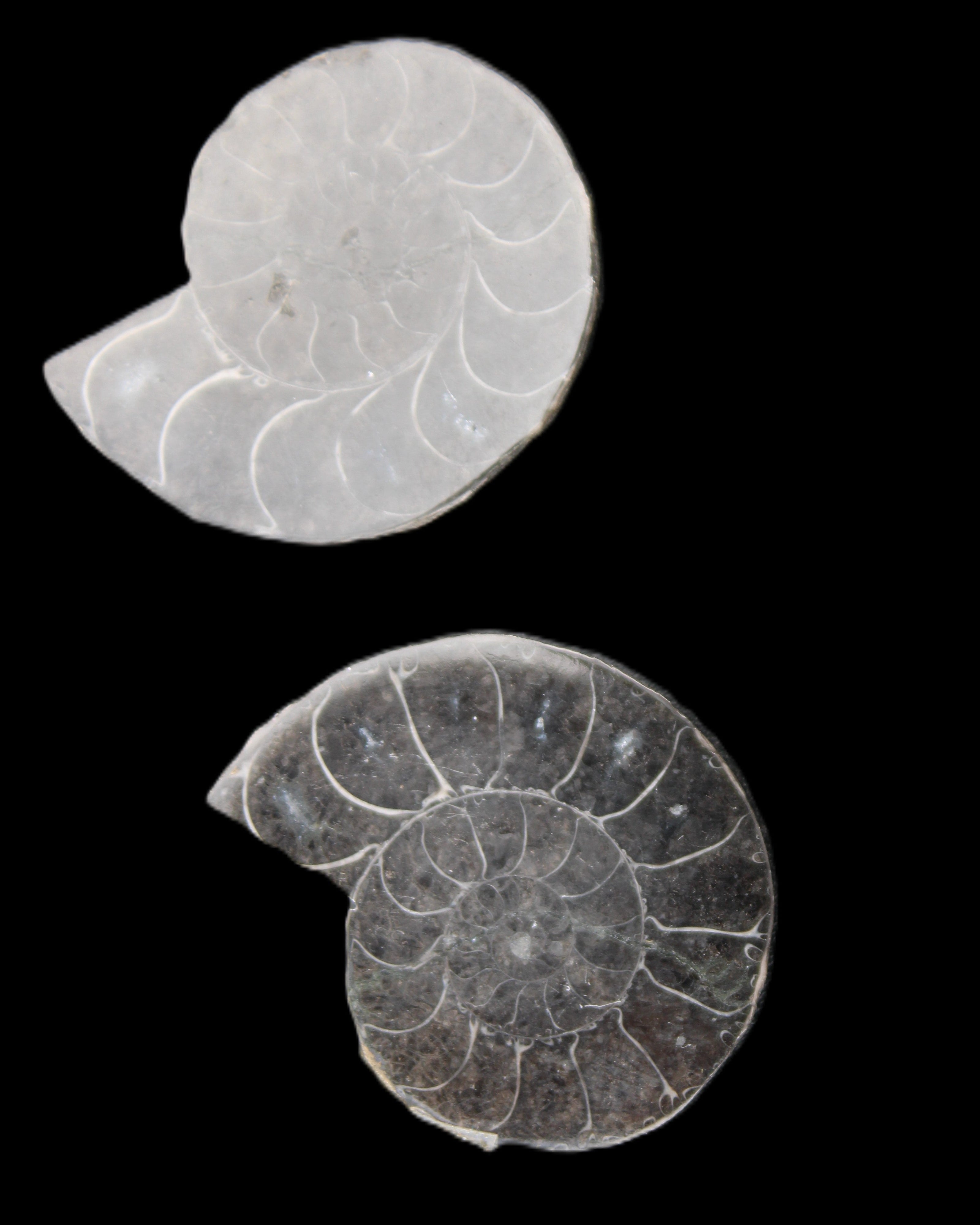 Ammonite pair 37mm 30.8g in sunlight - Rocks and Things Store
