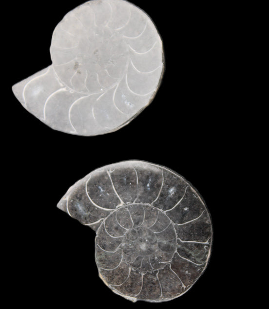 Ammonite pair 37mm 30.8g in sunlight - Rocks and Things Store