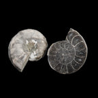 Ammonite pair 37mm 30.8g in sunlight - Rocks and Things Store