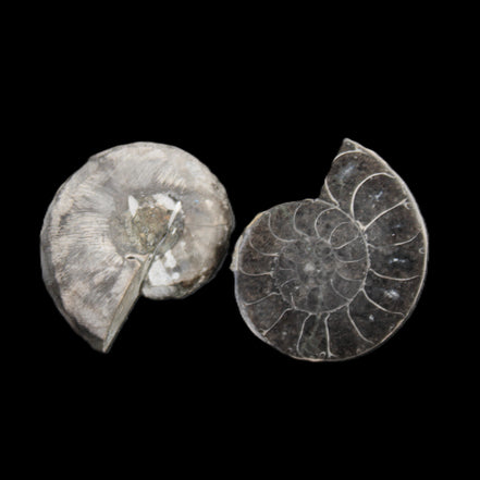 Ammonite pair 37mm 30.8g in sunlight - Rocks and Things Store