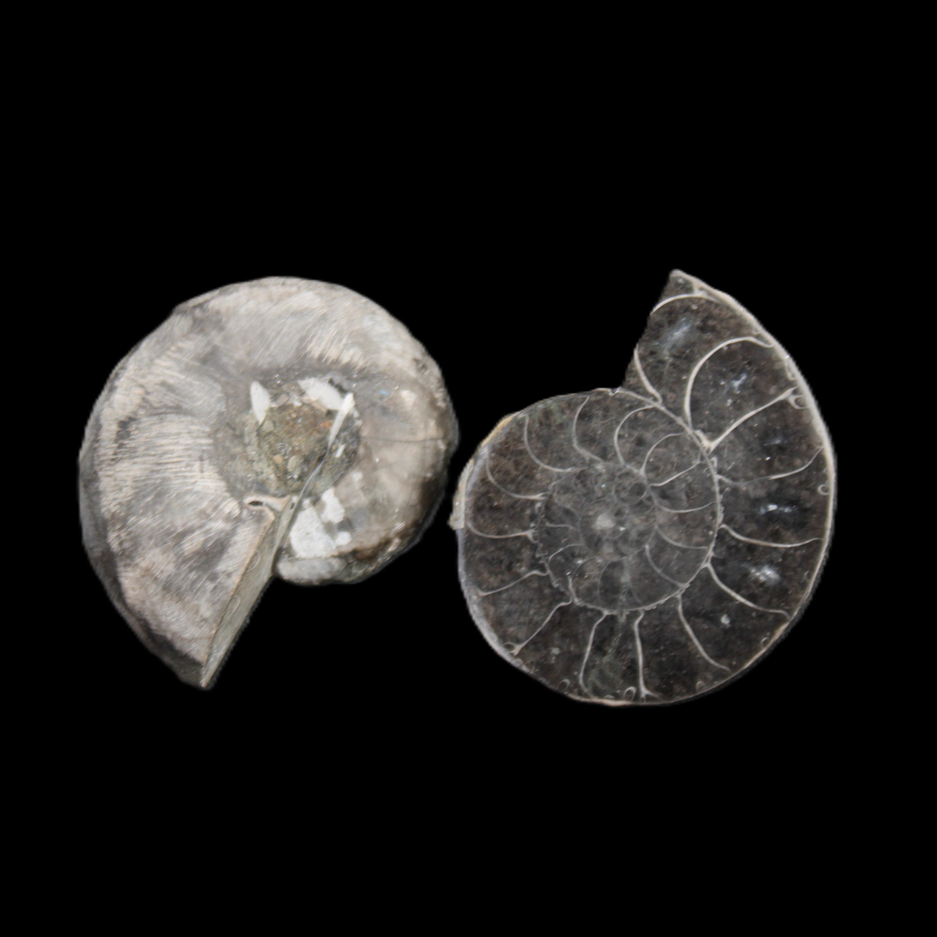 Ammonite pair 37mm 30.8g in sunlight - Rocks and Things Store