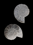 Ammonite pair 37mm 30.8g in sunlight - Rocks and Things Store