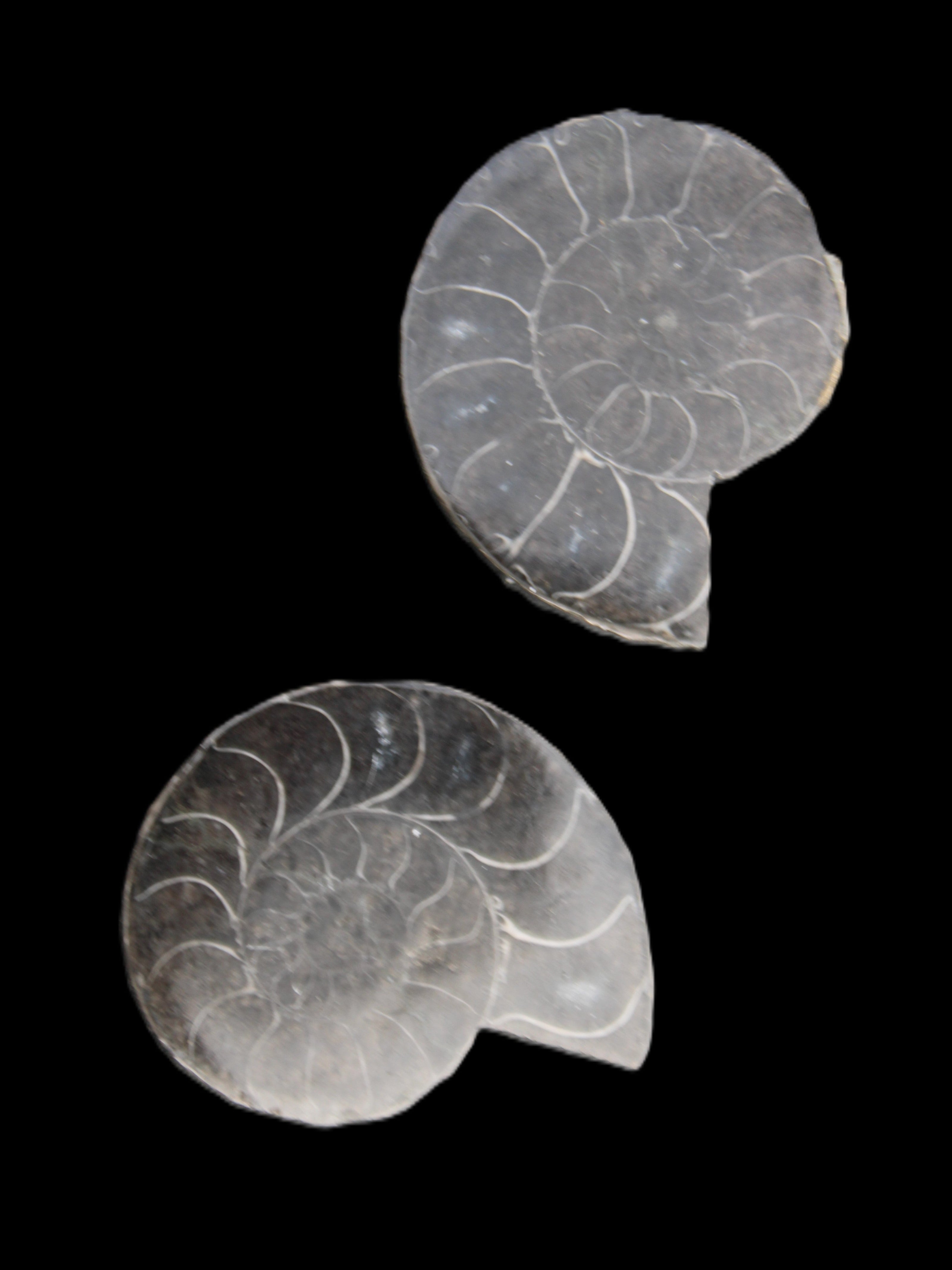 Ammonite pair 37mm 30.8g in sunlight - Rocks and Things Store