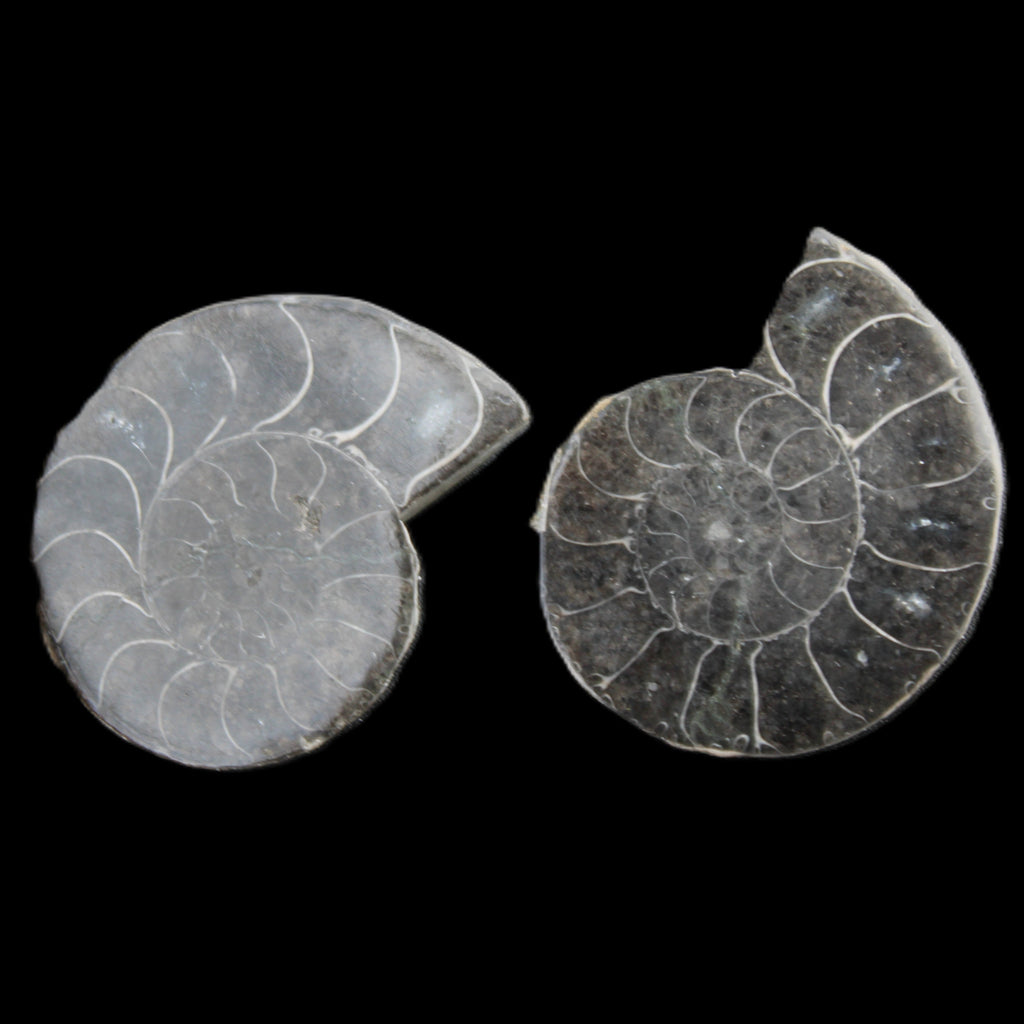 Ammonite pair 37mm 30.8g in sunlight - Rocks and Things Store