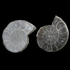 Ammonite pair 37mm 30.8g in sunlight - Rocks and Things Store