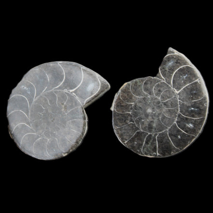 Ammonite pair 37mm 30.8g in sunlight - Rocks and Things Store