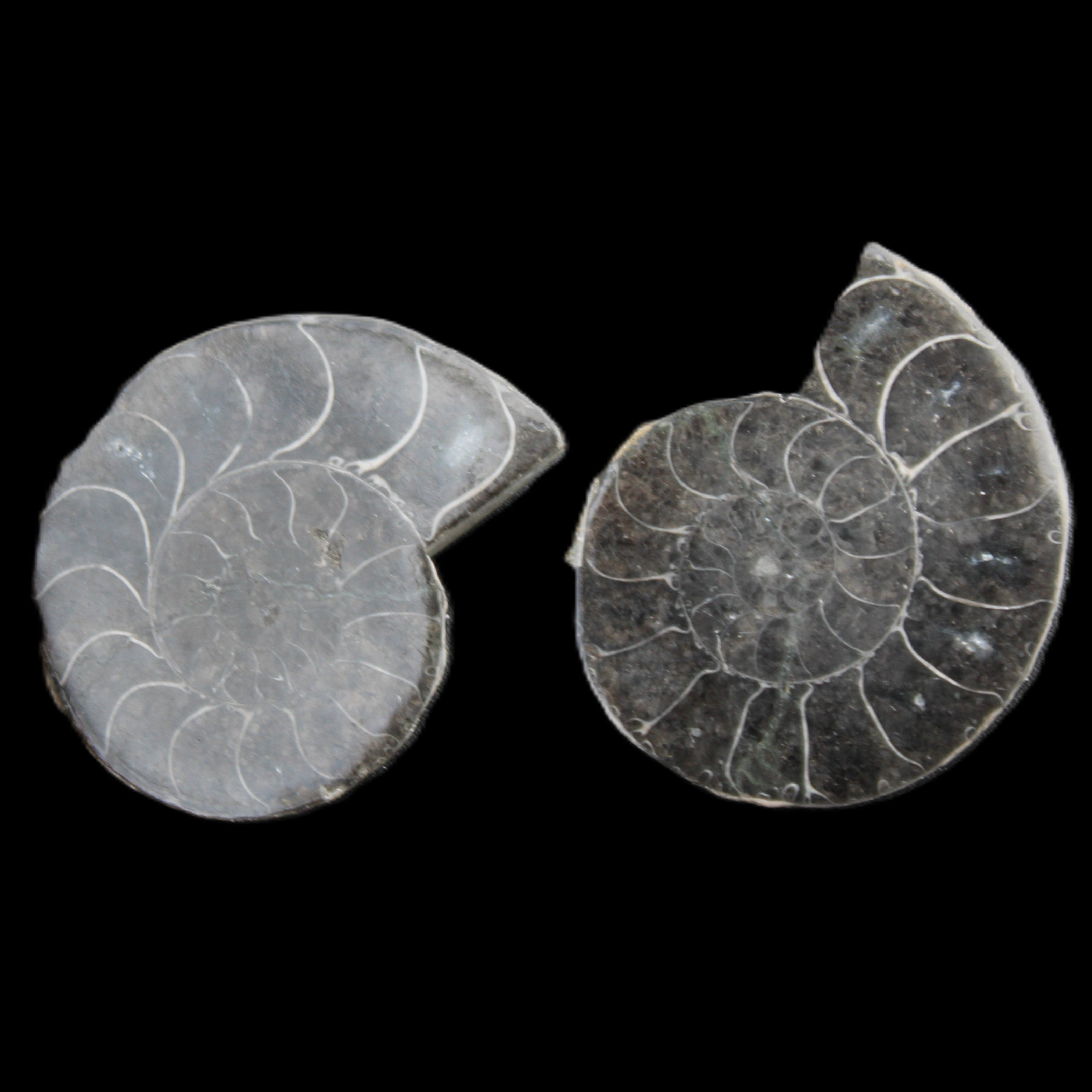 Ammonite pair 37mm 30.8g in sunlight - Rocks and Things Store