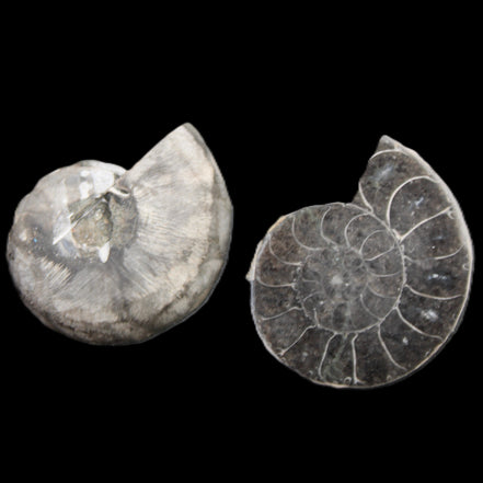 Ammonite pair 37mm 30.8g in sunlight - Rocks and Things Store