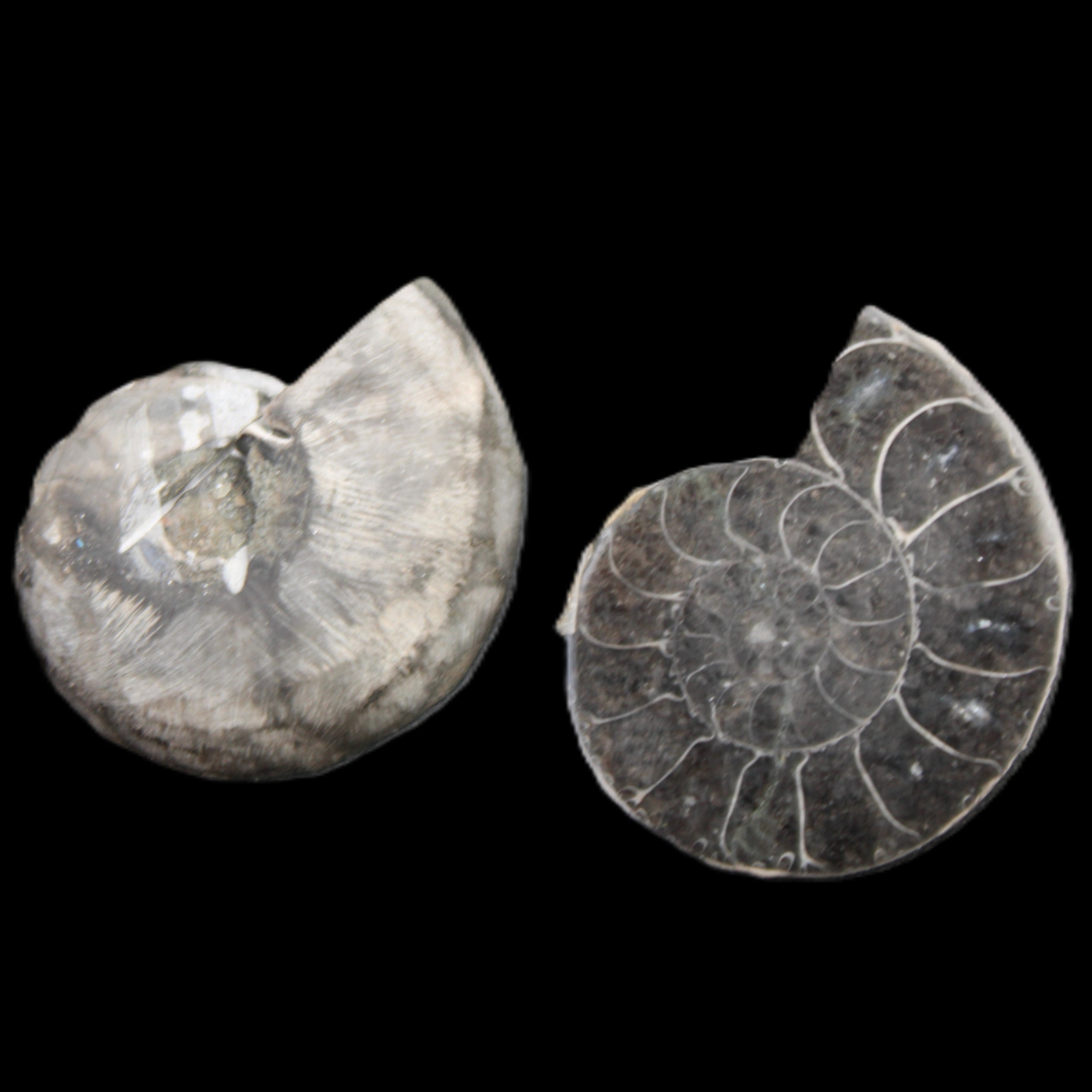 Ammonite pair 37mm 30.8g in sunlight - Rocks and Things Store