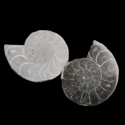 Ammonite pair 37mm 30.8g in sunlight - Rocks and Things Store