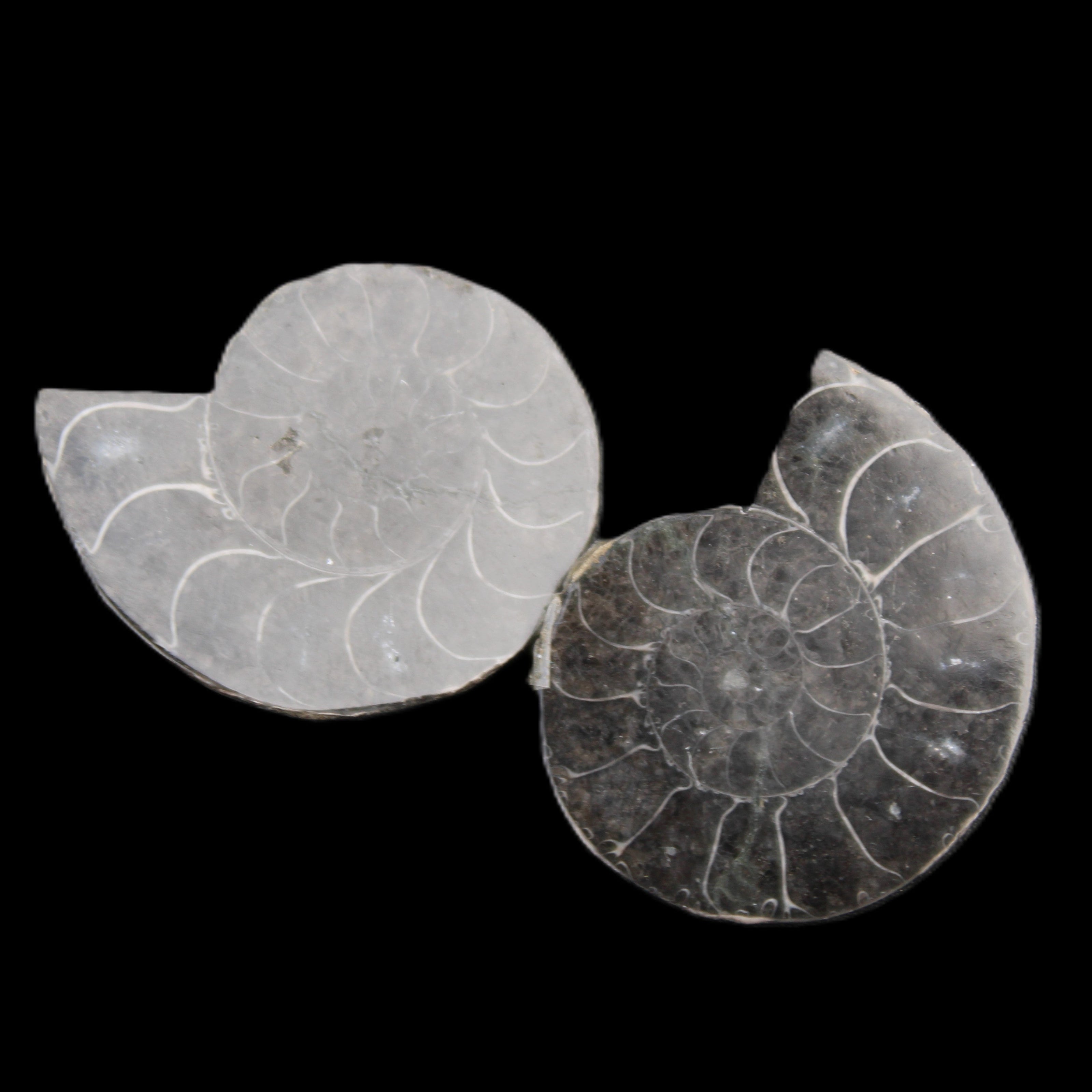 Ammonite pair 37mm 30.8g in sunlight - Rocks and Things Store
