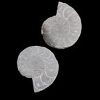 Ammonite pair 37mm 30.8g in sunlight - Rocks and Things Store
