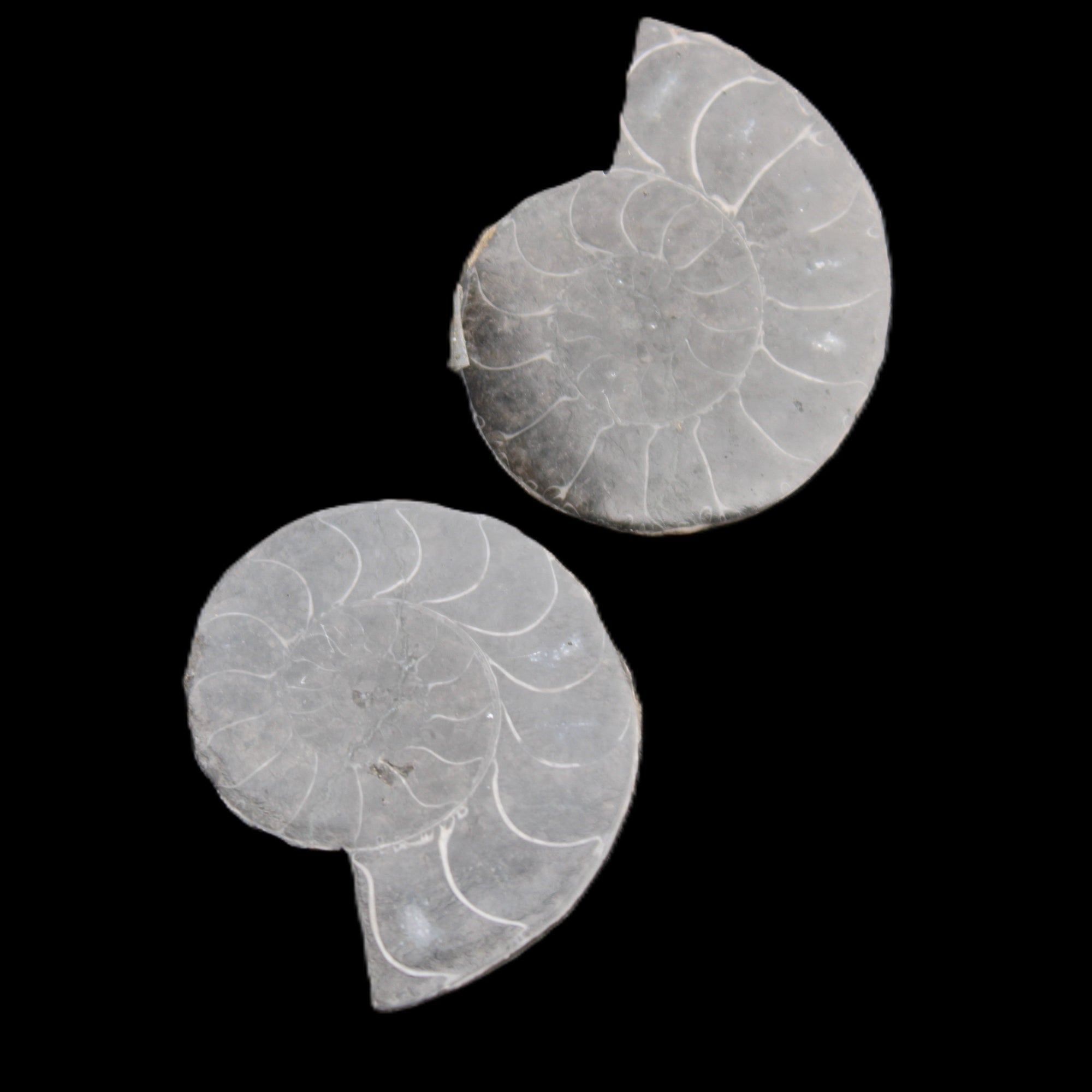 Ammonite pair 37mm 30.8g in sunlight - Rocks and Things Store