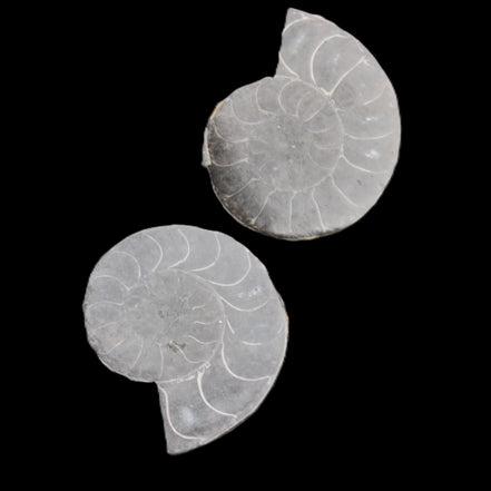 Ammonite pair 37mm 30.8g in sunlight - Rocks and Things Store