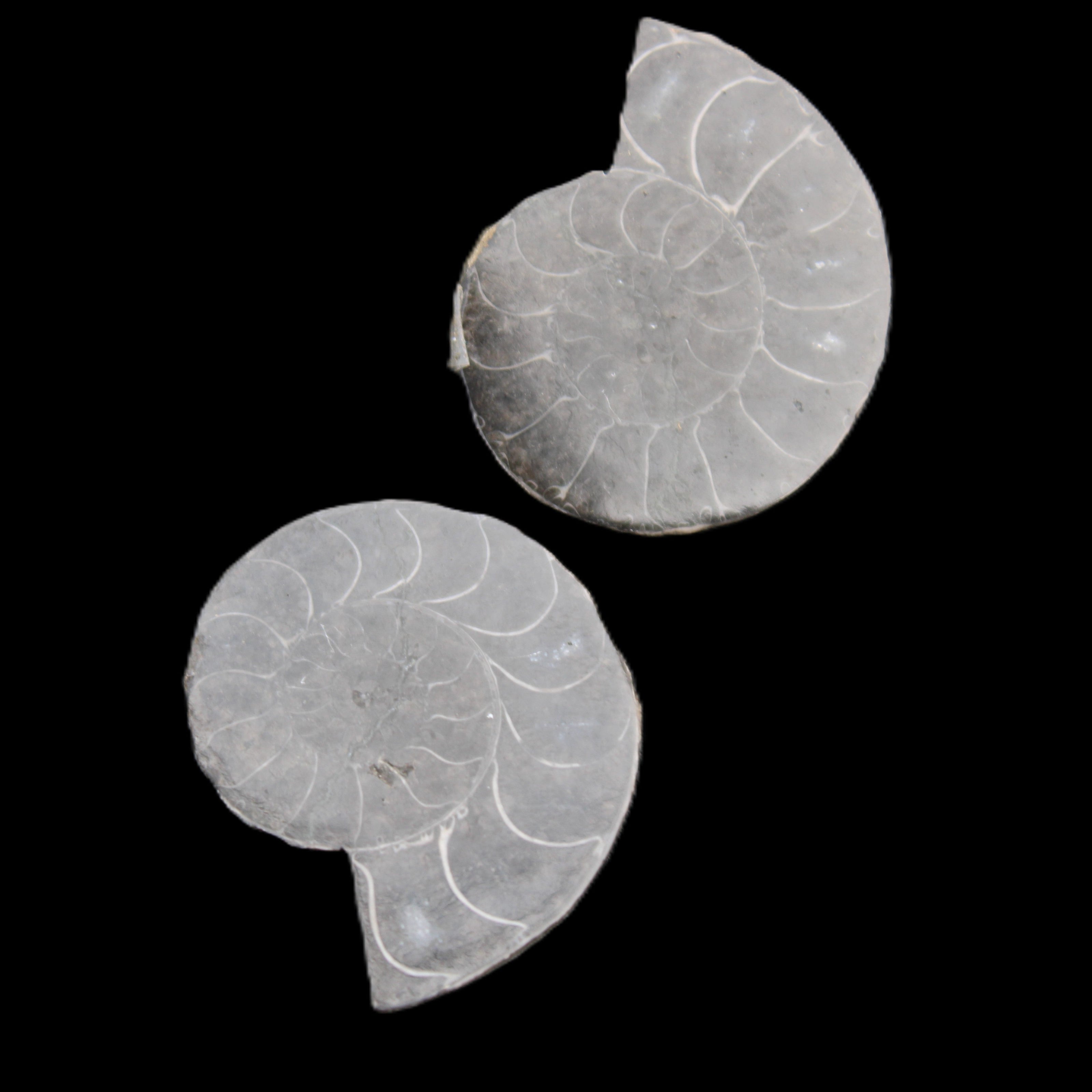 Ammonite pair 37mm 30.8g in sunlight - Rocks and Things Store