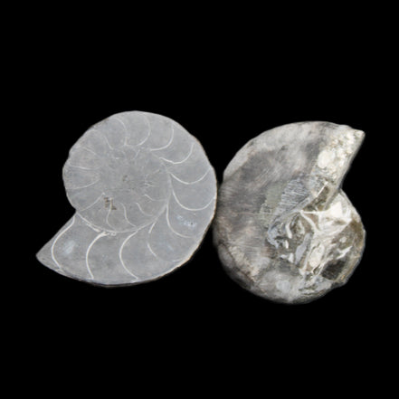 Ammonite pair 37mm 30.8g in sunlight - Rocks and Things Store