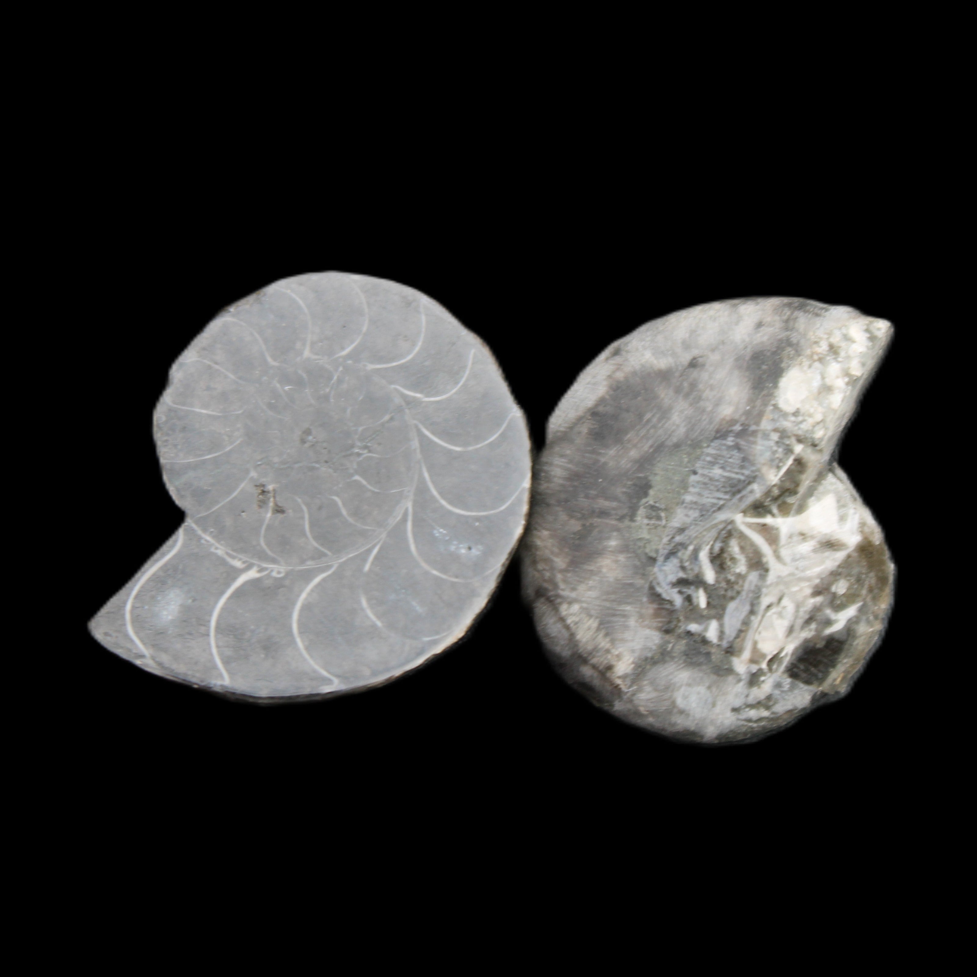 Ammonite pair 37mm 30.8g in sunlight - Rocks and Things Store